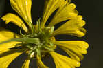 Common sneezeweed